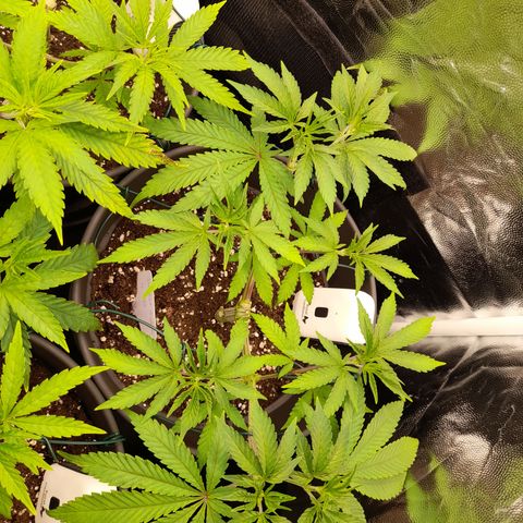 Sherbet Queen  growlog timeline photo