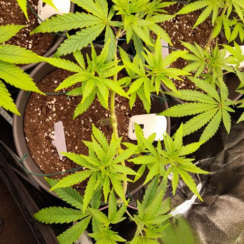 Green Gelato  growlog timeline photo