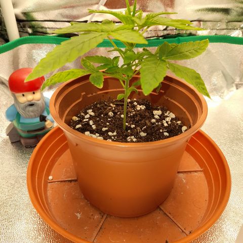 Royal Runtz  growlog timeline photo