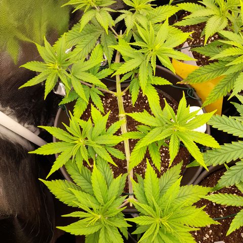 Fat Gorilla  growlog timeline photo