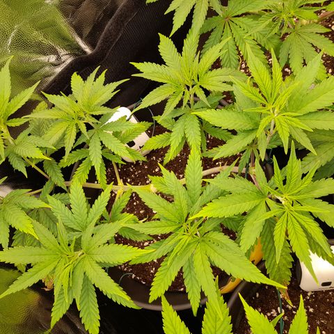 Pink Runtz  growlog timeline photo