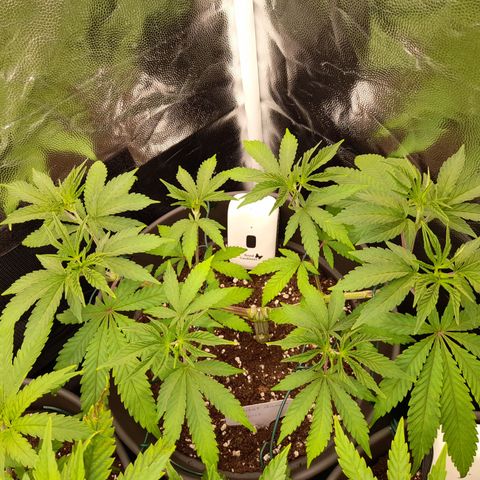 Sherbet Queen  growlog timeline photo