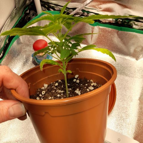 Royal Runtz  growlog timeline photo
