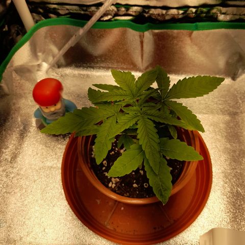 Royal Runtz  growlog timeline photo