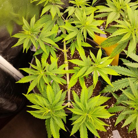 Fat Gorilla  growlog timeline photo