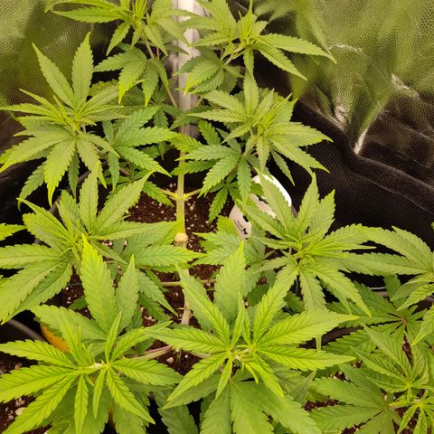 Pink Runtz  growlog timeline photo