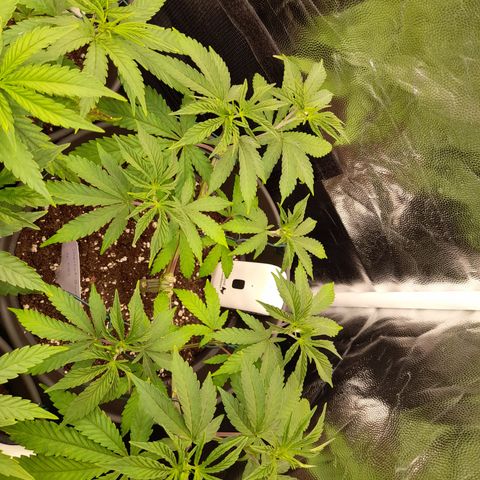 Sherbet Queen  growlog timeline photo