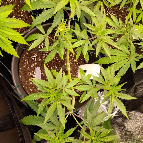 Green Gelato  growlog timeline photo