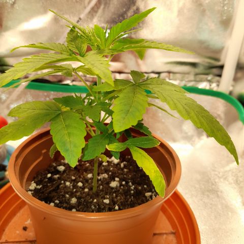 Royal Runtz  growlog timeline photo