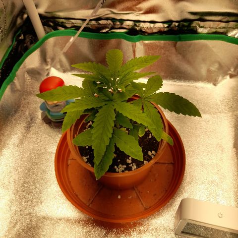 Royal Runtz  growlog timeline photo