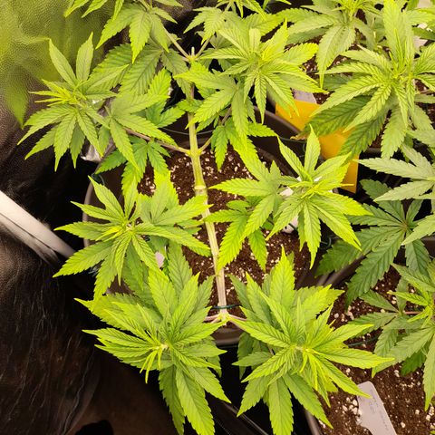 Fat Gorilla  growlog timeline photo