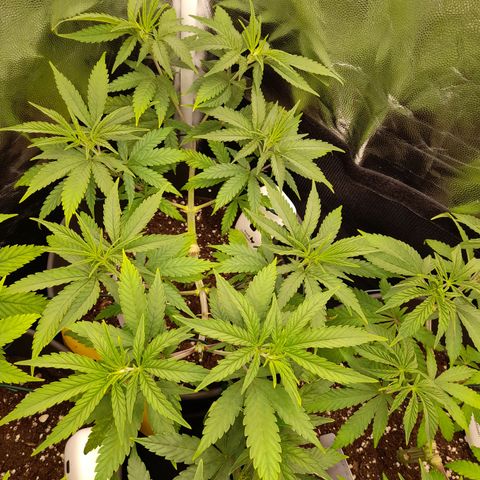 Pink Runtz  growlog timeline photo