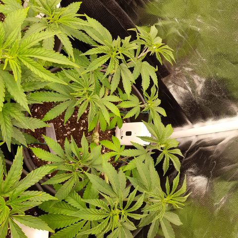 Sherbet Queen  growlog timeline photo