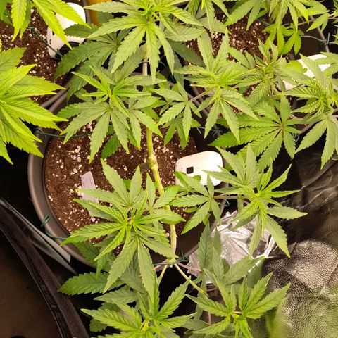 Green Gelato  growlog timeline photo