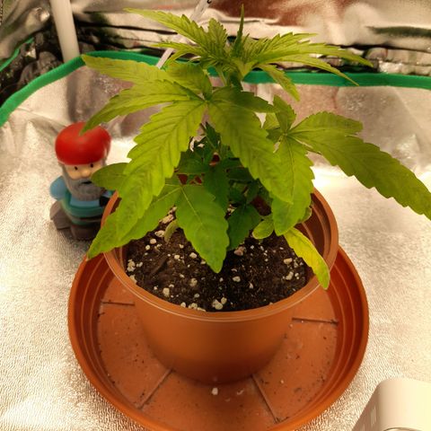 Royal Runtz  growlog timeline photo