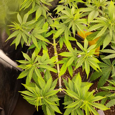 Fat Gorilla  growlog timeline photo