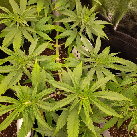 Pink Runtz  growlog timeline photo