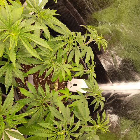 Sherbet Queen  growlog timeline photo