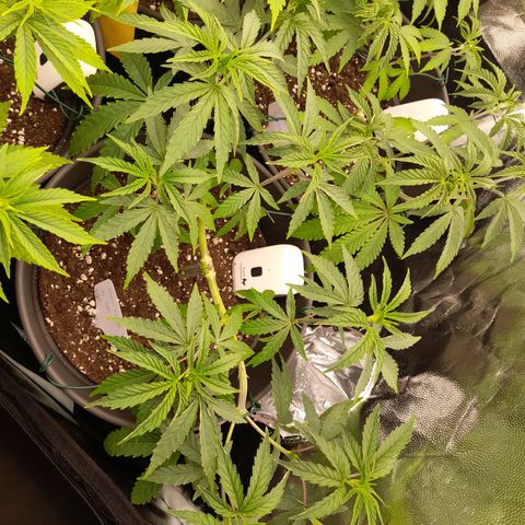 Green Gelato  growlog timeline photo