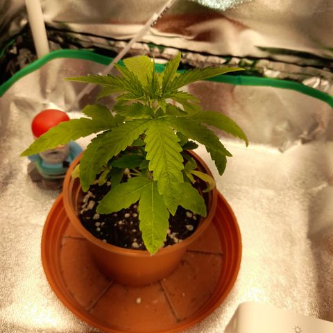 Royal Runtz  growlog timeline photo