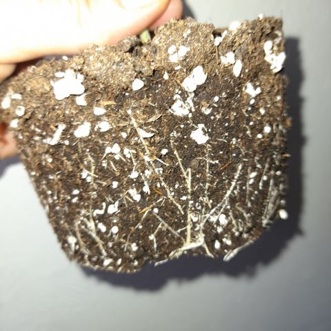 Royal Runtz  growlog timeline photo