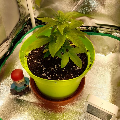 Royal Runtz  growlog timeline photo