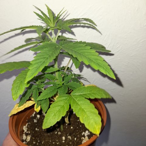 Royal Runtz  growlog timeline photo