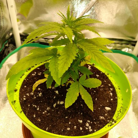 Royal Runtz  growlog timeline photo