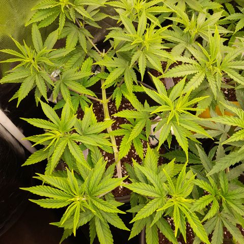 Fat Gorilla  growlog timeline photo