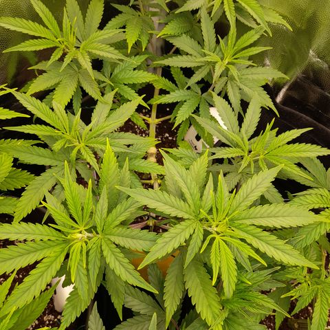 Pink Runtz  growlog timeline photo