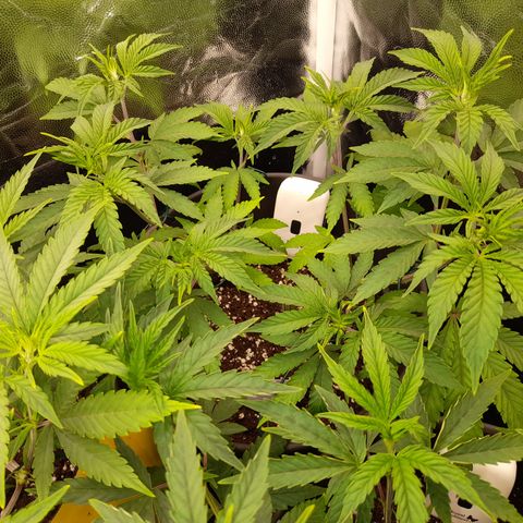 Sherbet Queen  growlog timeline photo