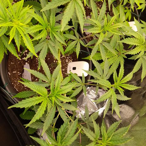Green Gelato  growlog timeline photo