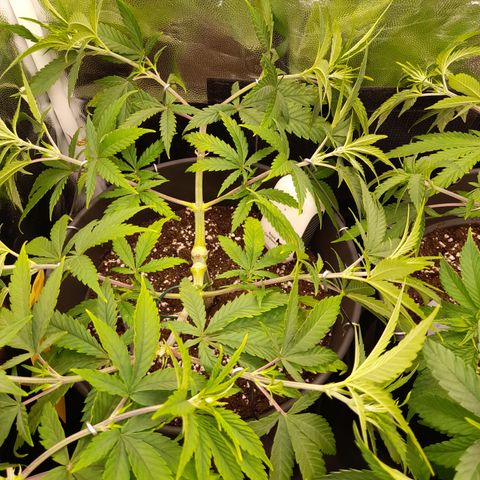 Pink Runtz  growlog timeline photo