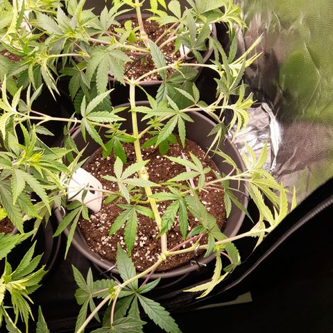 Sherbet Queen  growlog timeline photo