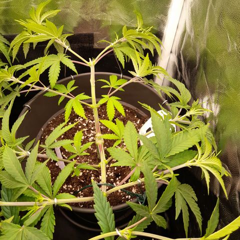 Sherbet Queen  growlog timeline photo