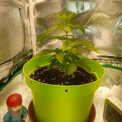 Royal Runtz  growlog timeline photo