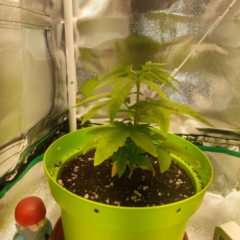 Royal Runtz  growlog timeline photo