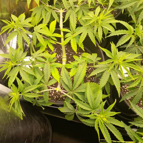 Fat Gorilla  growlog timeline photo