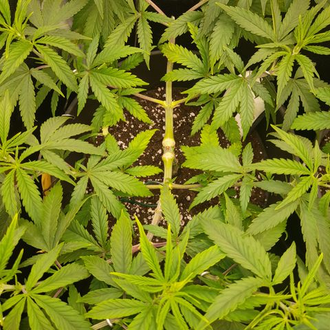 Pink Runtz  growlog timeline photo