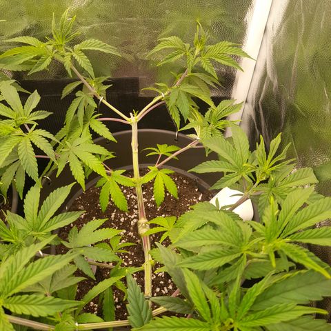 Sherbet Queen  growlog timeline photo