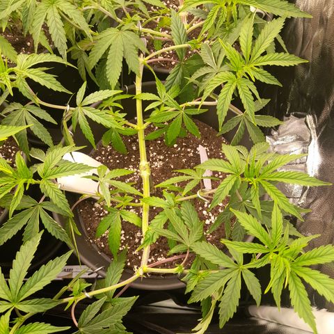 Green Gelato  growlog timeline photo