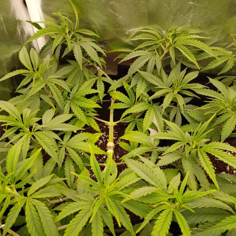 Pink Runtz  growlog timeline photo