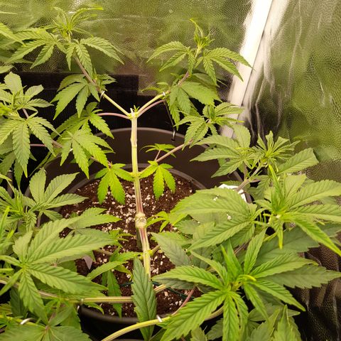 Sherbet Queen  growlog timeline photo