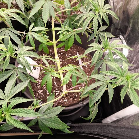 Green Gelato  growlog timeline photo