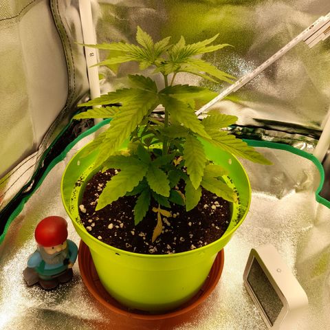 Royal Runtz  growlog timeline photo