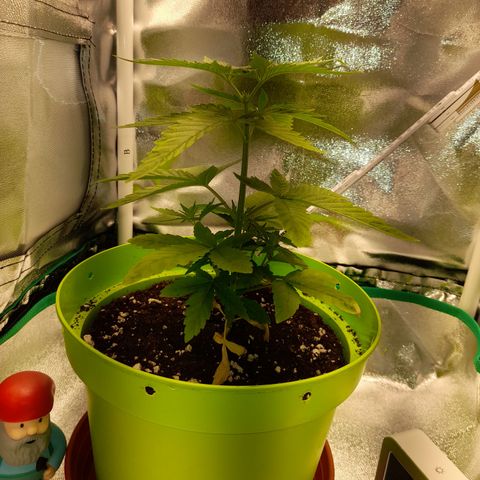 Royal Runtz  growlog timeline photo
