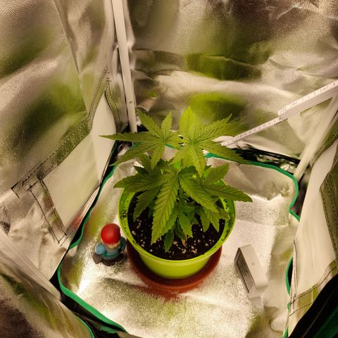 Royal Runtz  growlog timeline photo