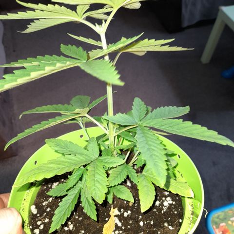Royal Runtz  growlog timeline photo