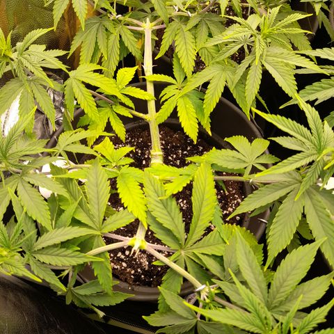 Fat Gorilla  growlog timeline photo