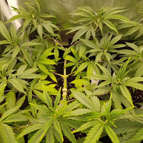 Pink Runtz  growlog timeline photo